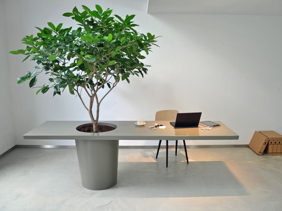 Декоративные деревья на стол в офис