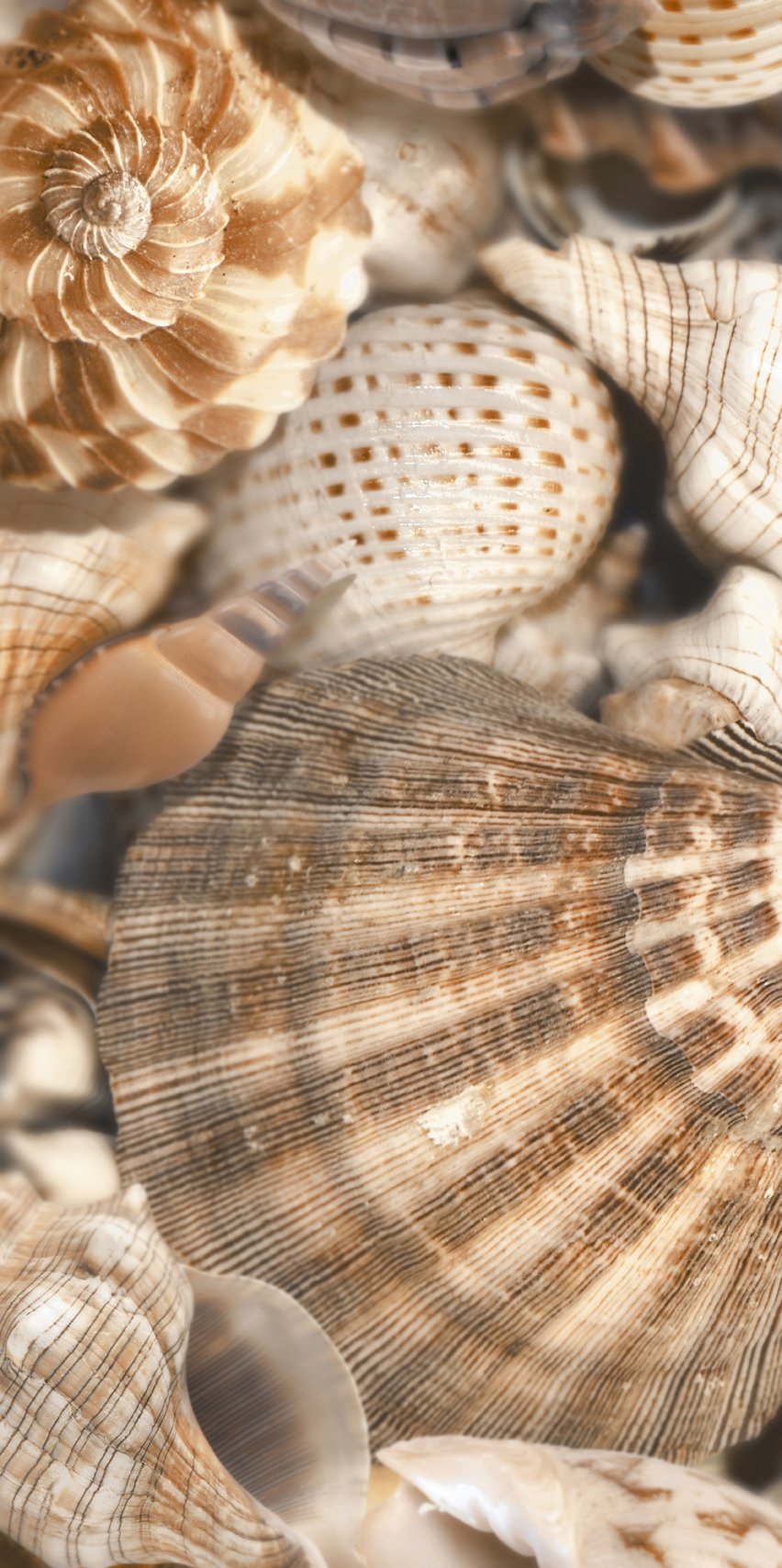 Плитка Sea Breeze Shells