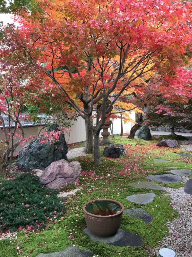 Клен Гиннала в ландшафтном