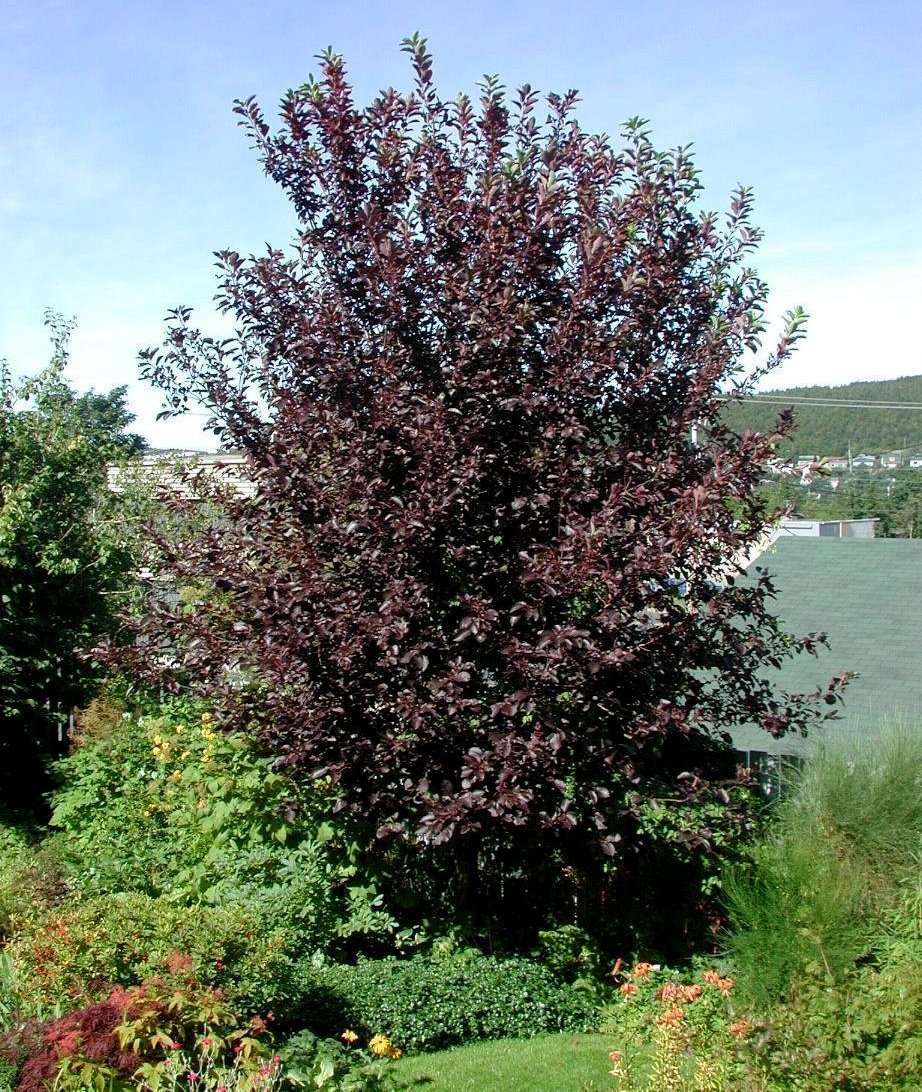 Черемуха виргинская Prunus virginiana