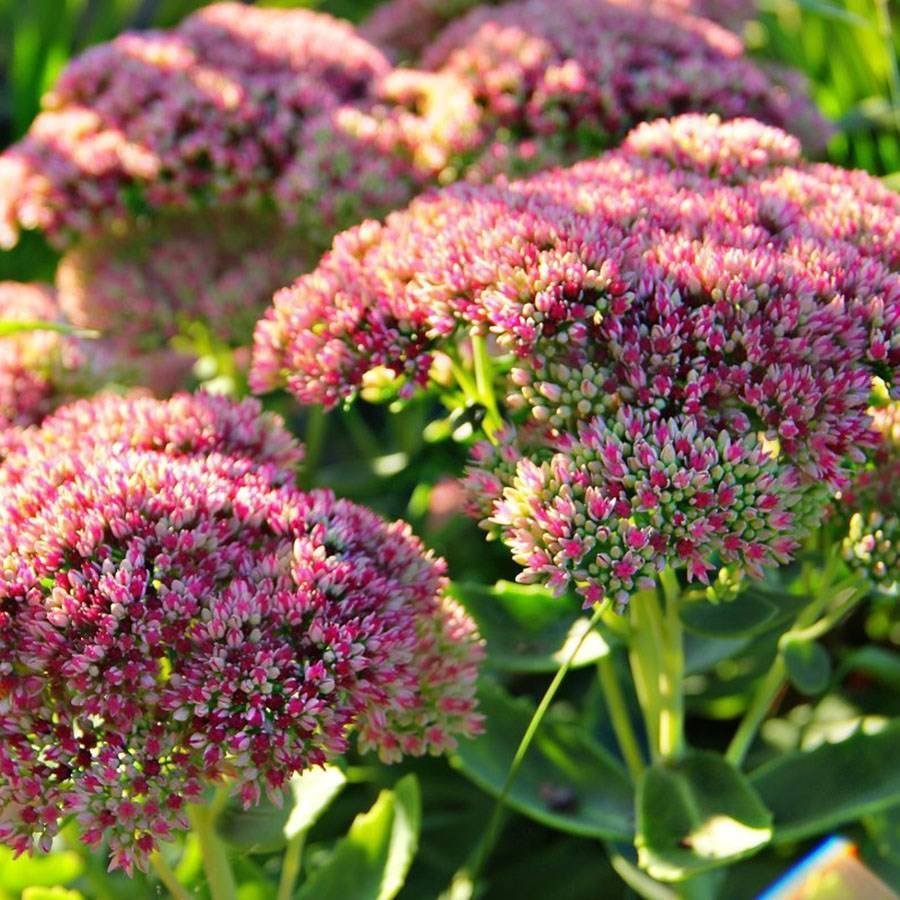 Очиток пурпурный