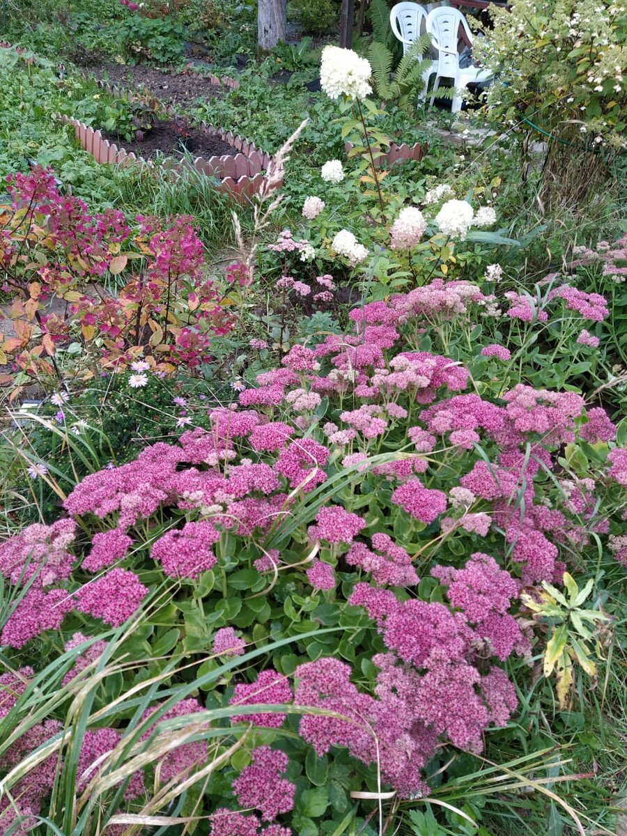 Очиток Абендрот