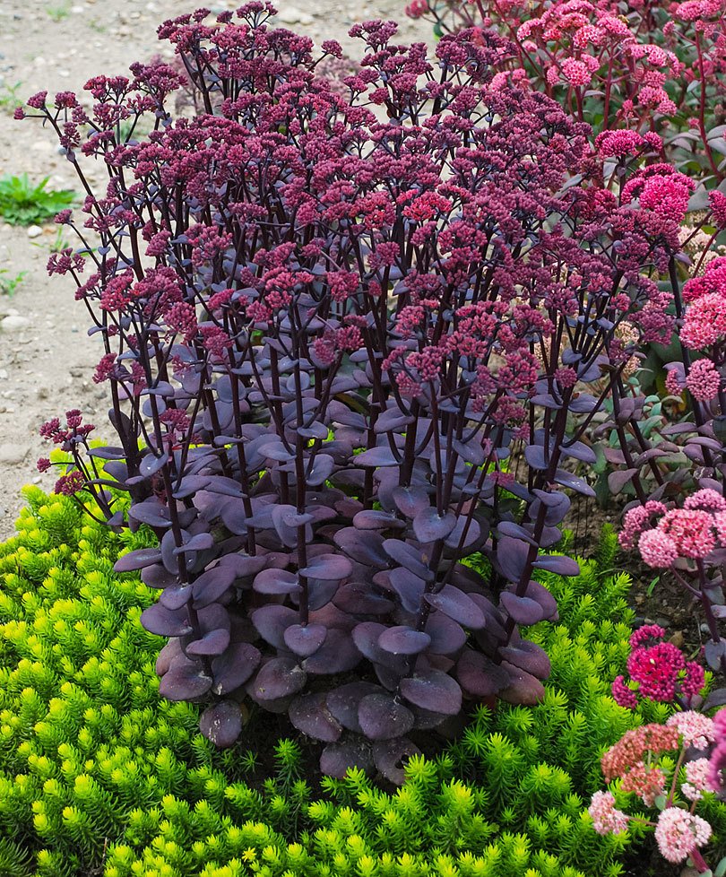 Седум Джози Аубергайн