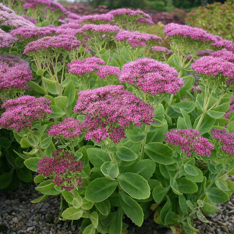 Очиток Видный (Sedum spectabile `Brilliant`)