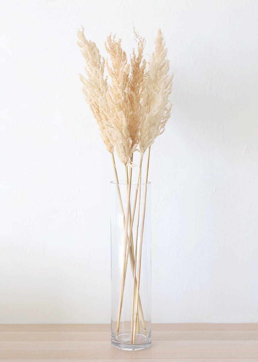 Кортадерия сухоцвет