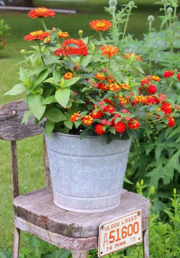 Циния горшечная