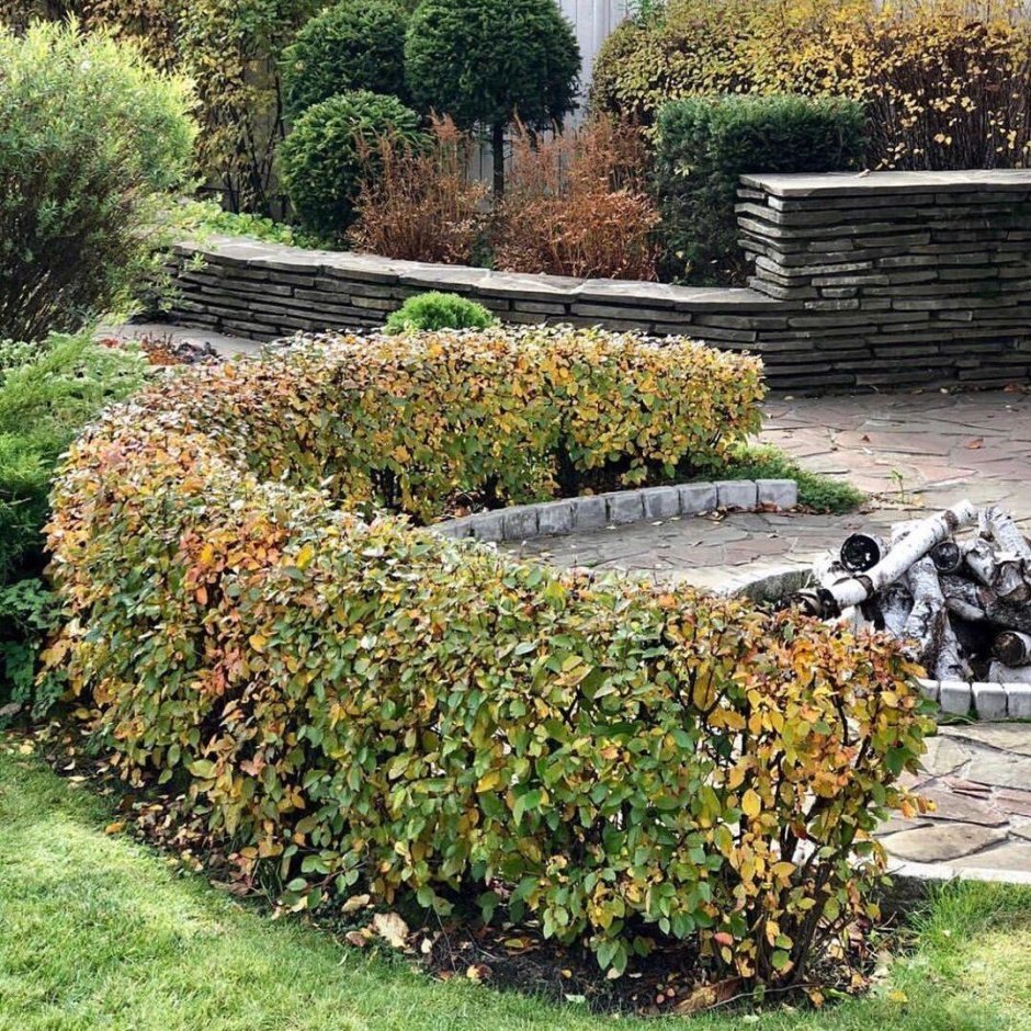 Бирючина обыкновенная Лодензе