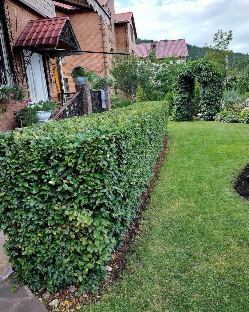 Бирючина Атровиренс