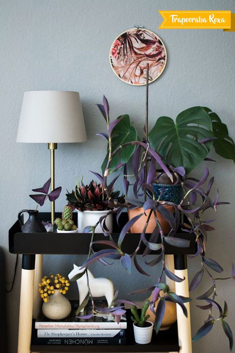 Традесканция джунгли