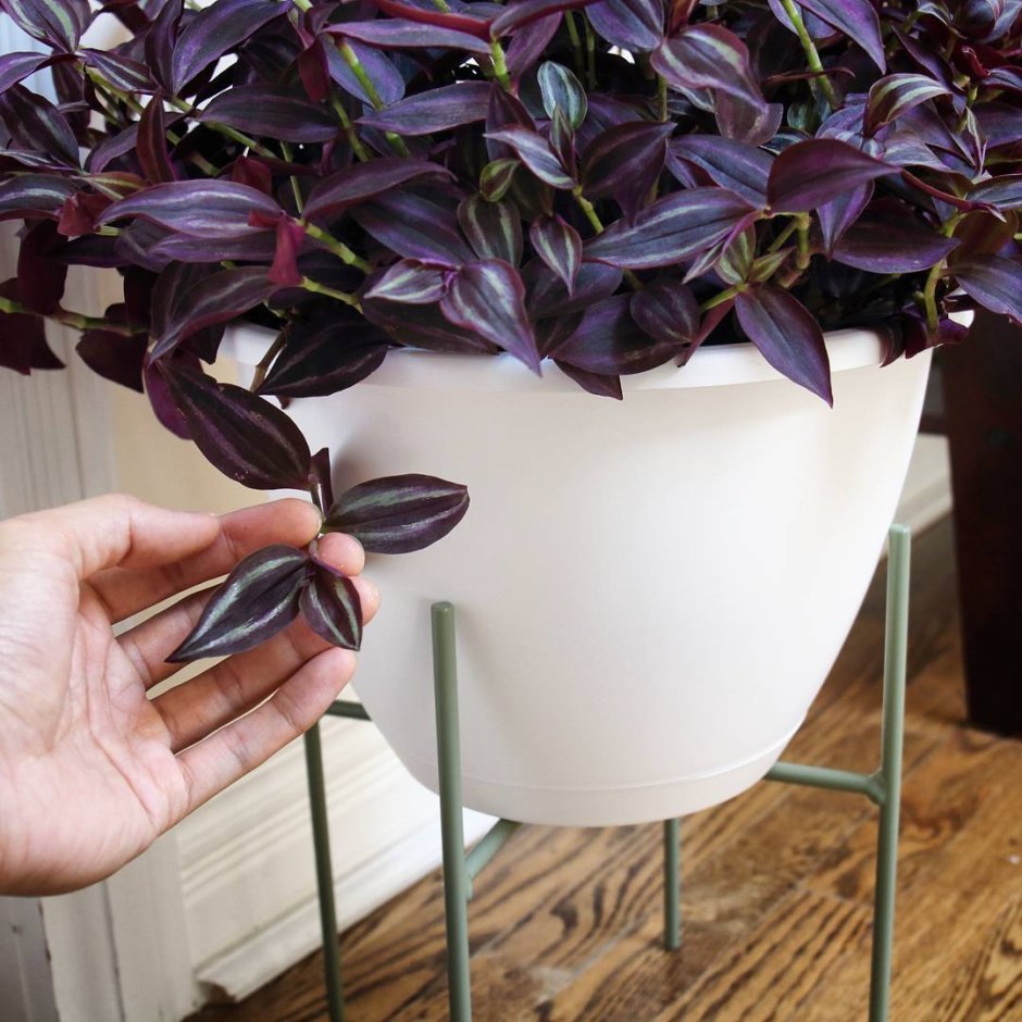 Традесканция тайская в декоре