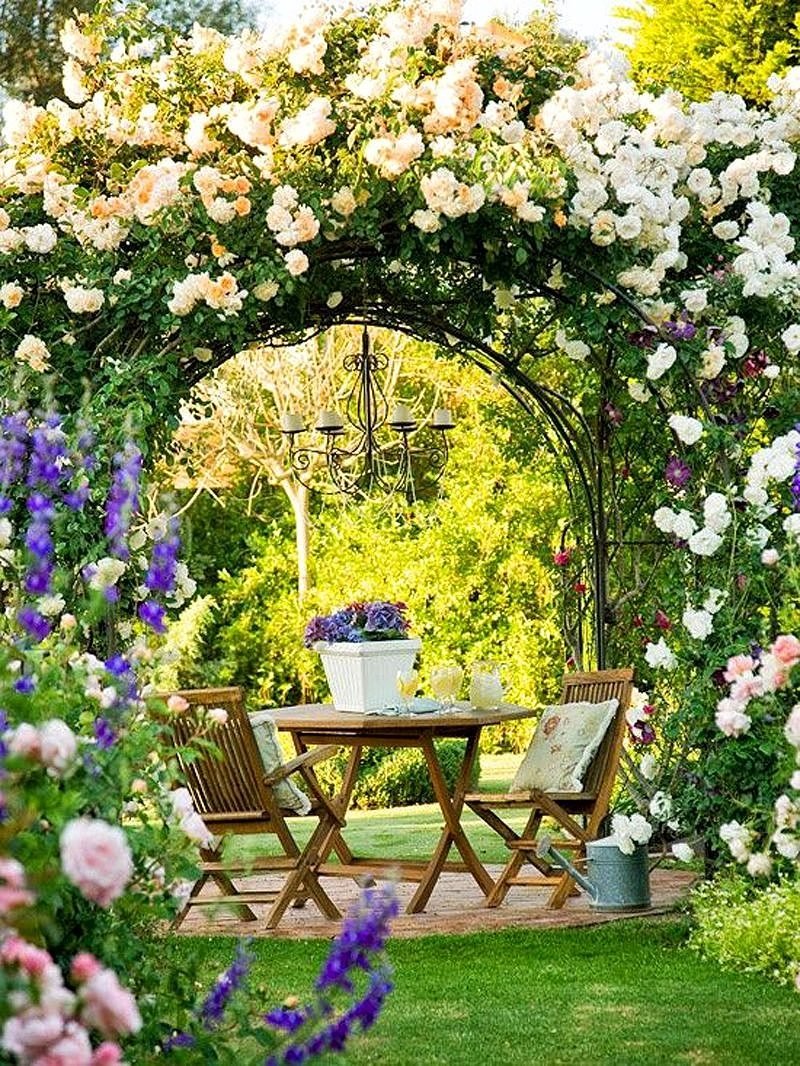 Плетистая роза на беседке