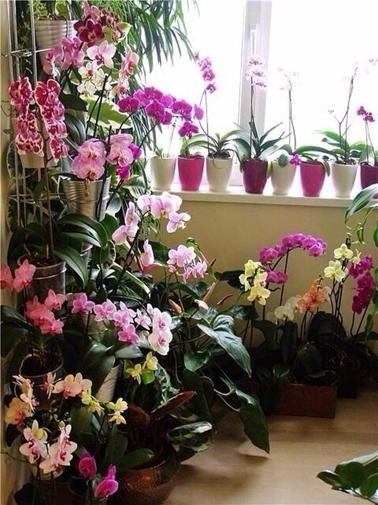 Орхидея фаленопсис суккулент