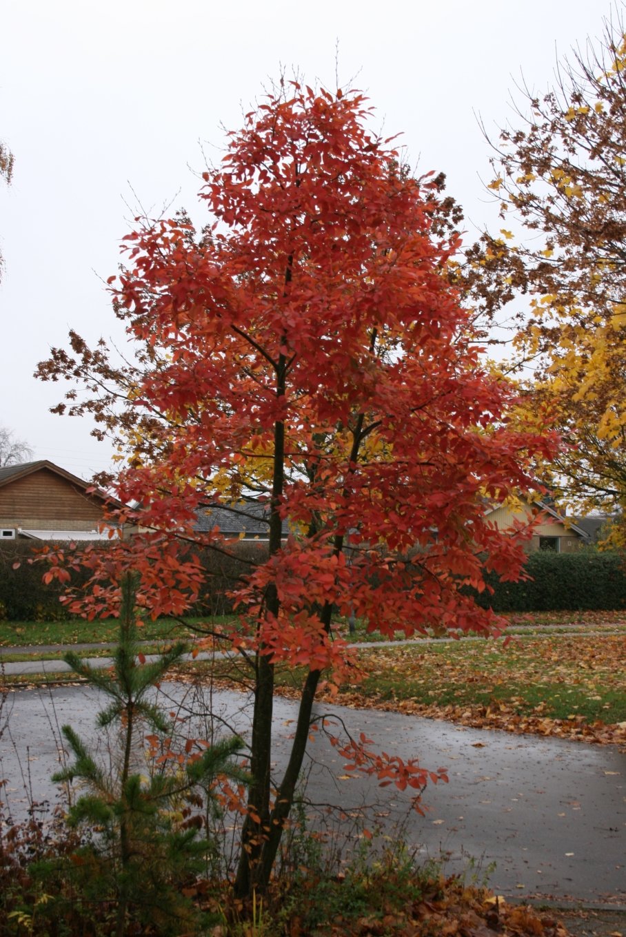Рябина обыкновенная 'Dodong'