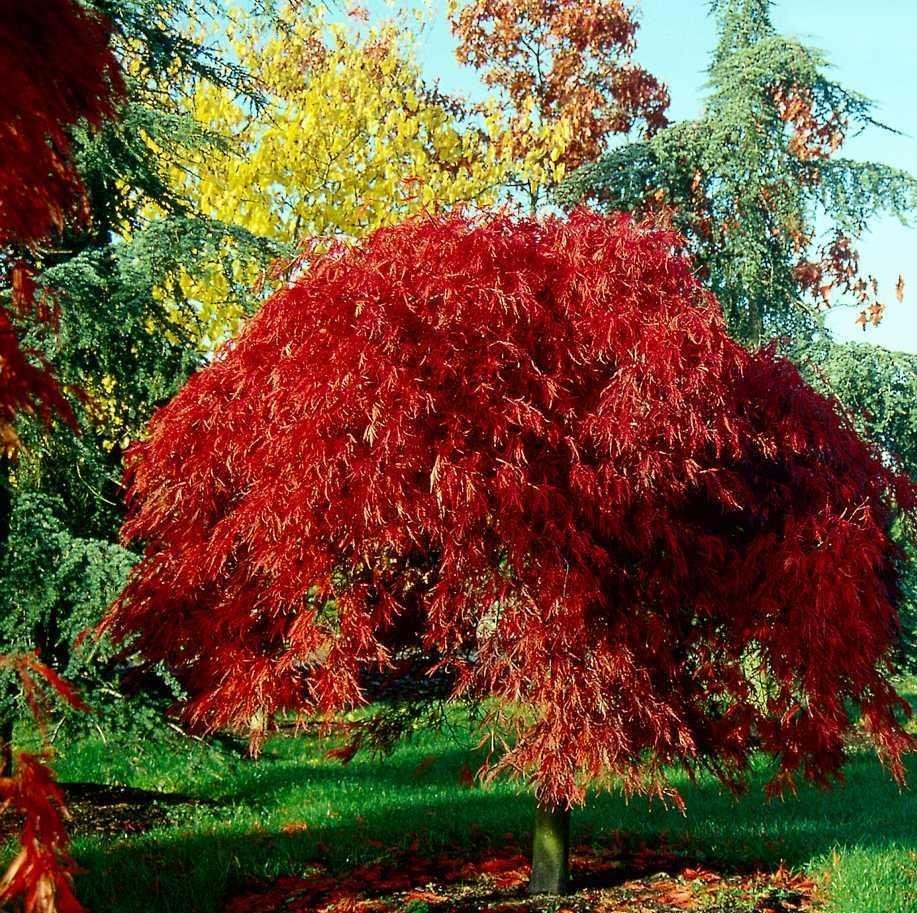 Клен Acer palmatum Atropurpureum