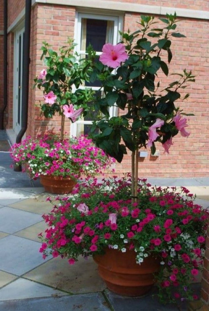 Штамбовый гибискус садовый