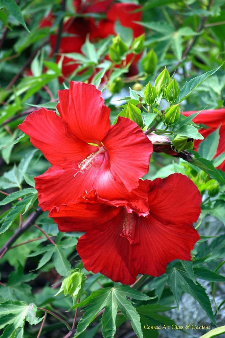 Гибискус Лорд Балтимор