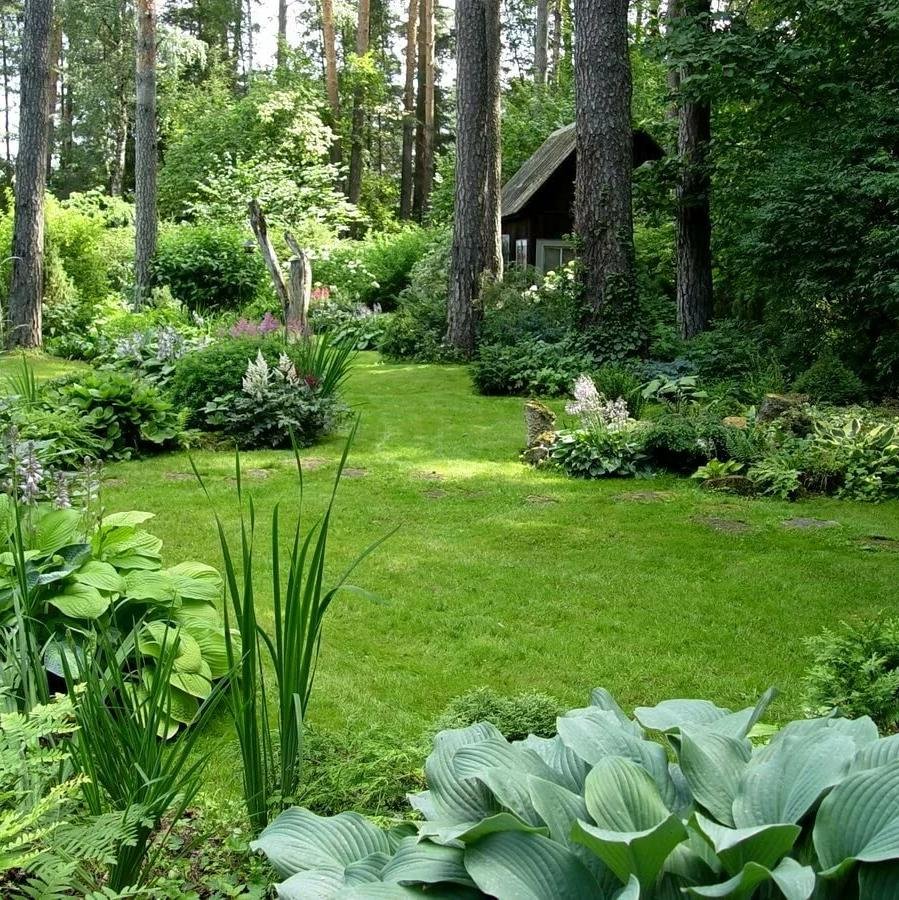 Ландшафт лесного участка с соснами Урал