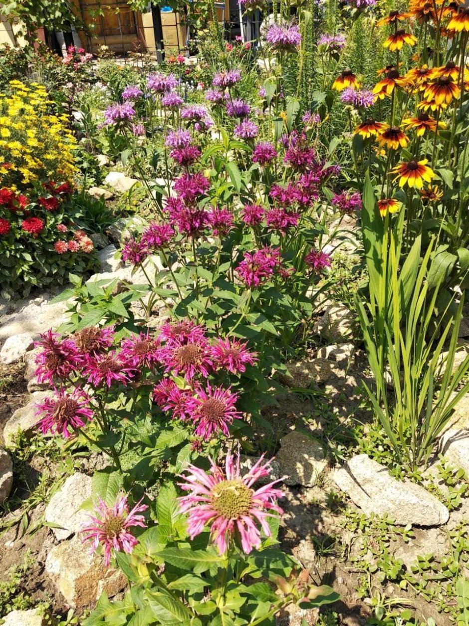Монарда и эхинацея