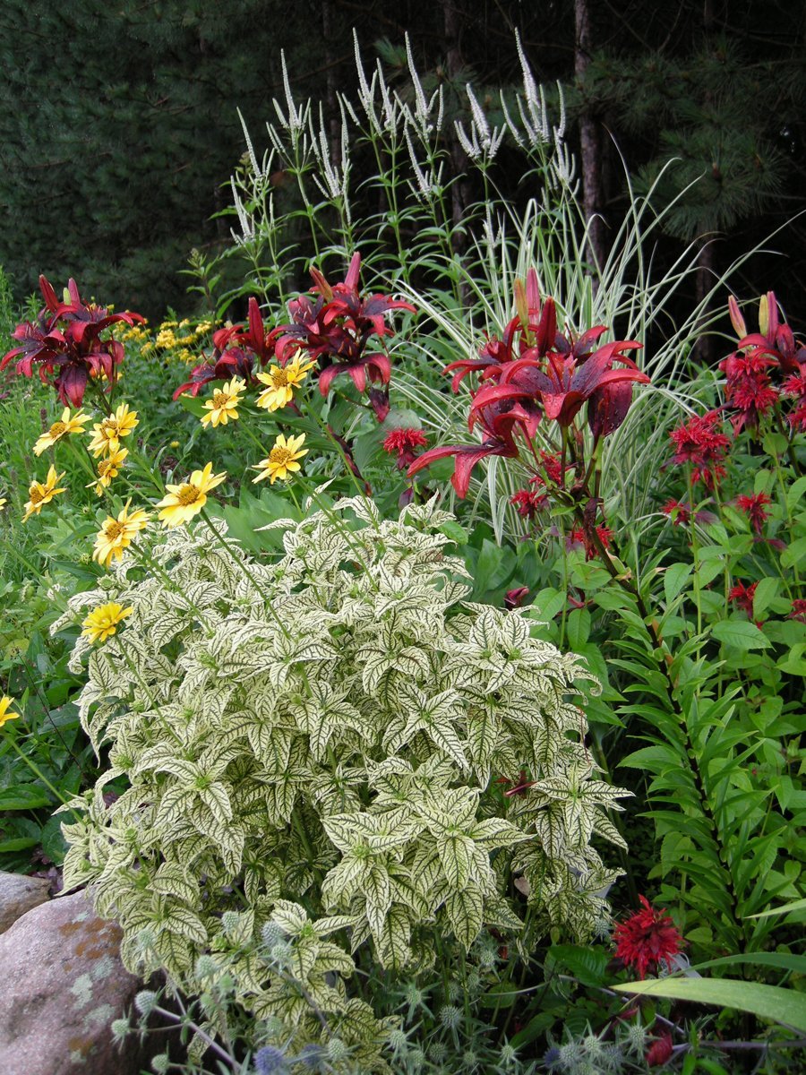 Монарда бордюрная