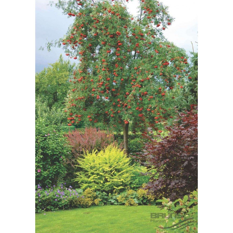 Рябина в ландшафтной композиции