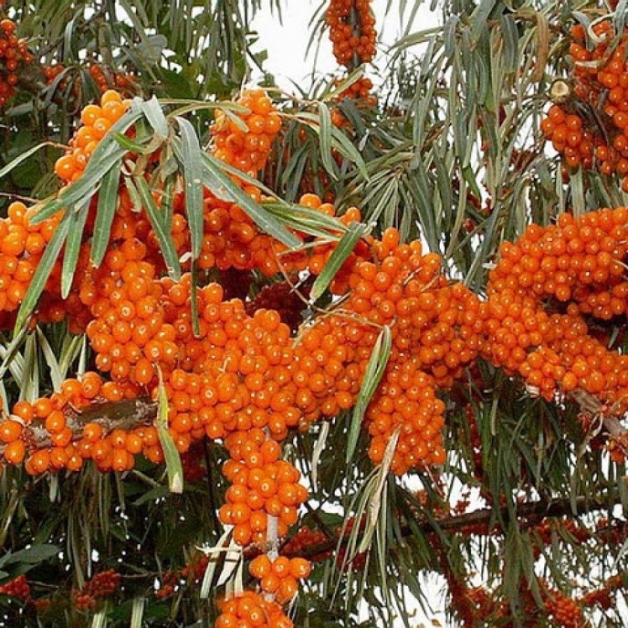 Сорт облепихи Эссель