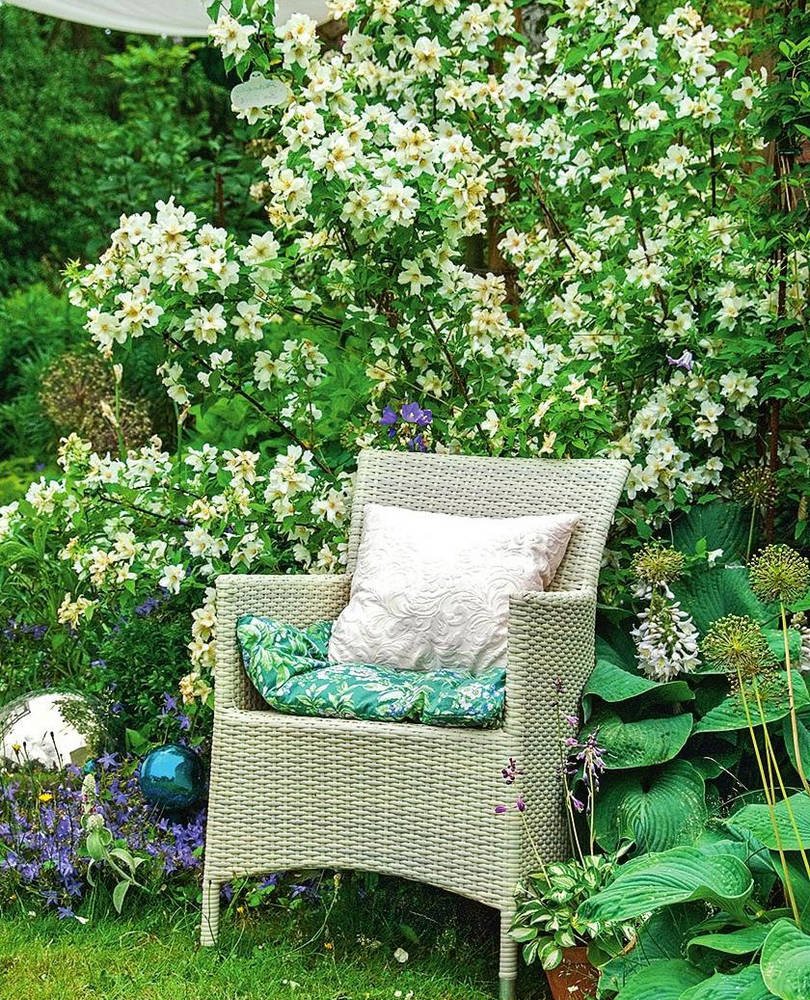 Жасмин чубушник в ландшафте