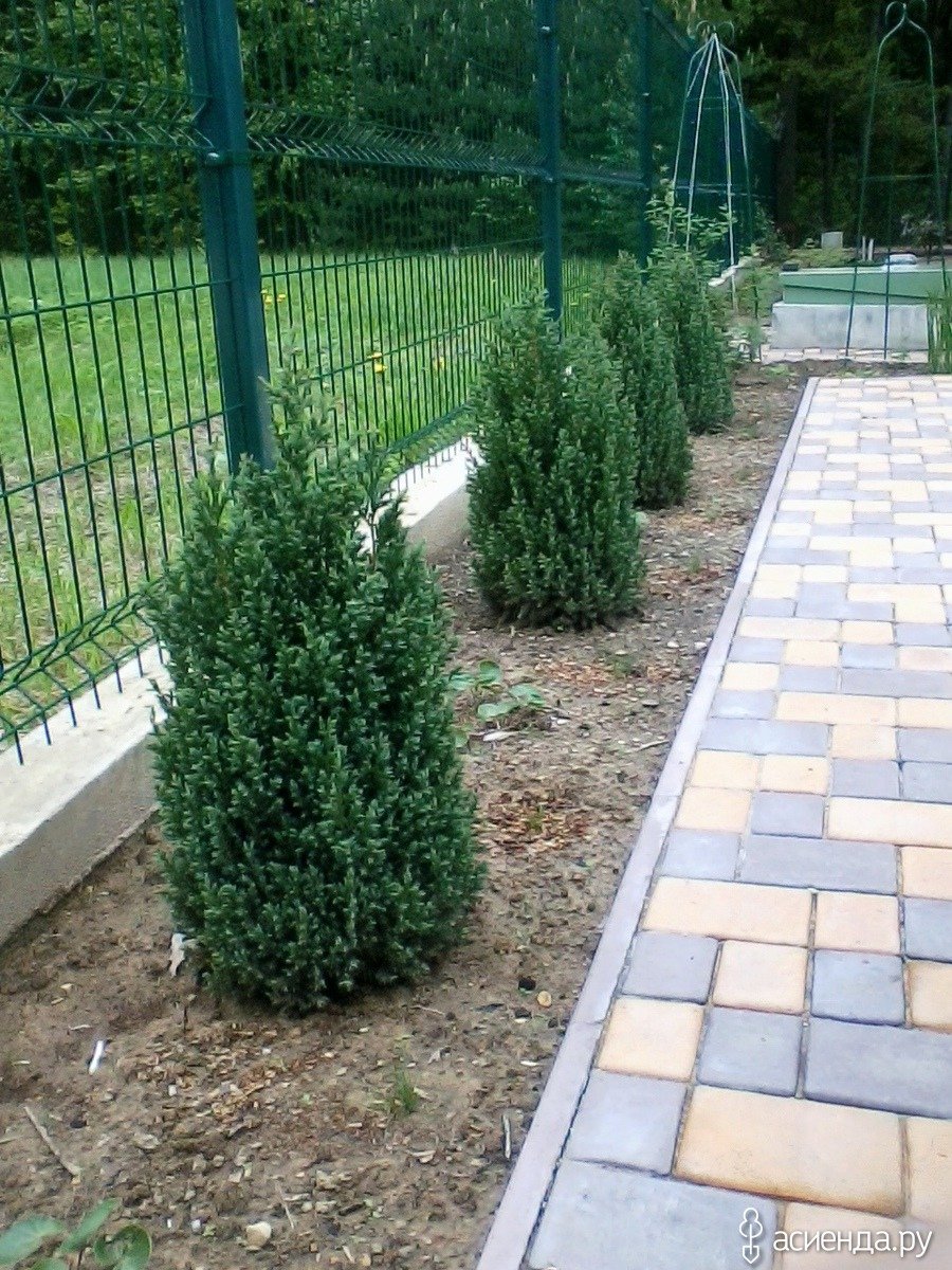 Стрит можжевельник