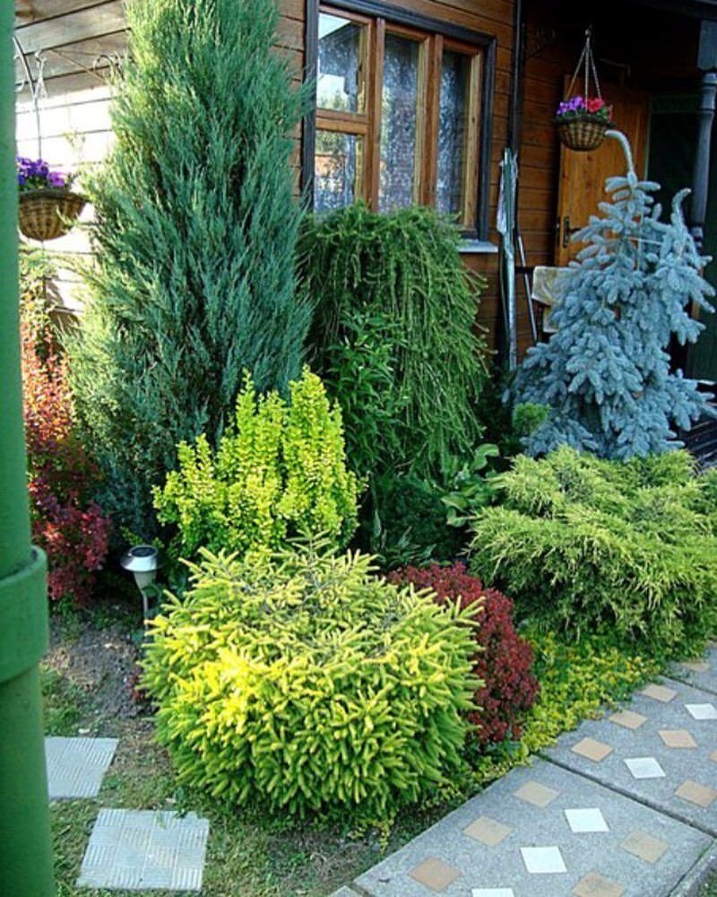 Можжевельник Блю Эрроу туя Smaragd