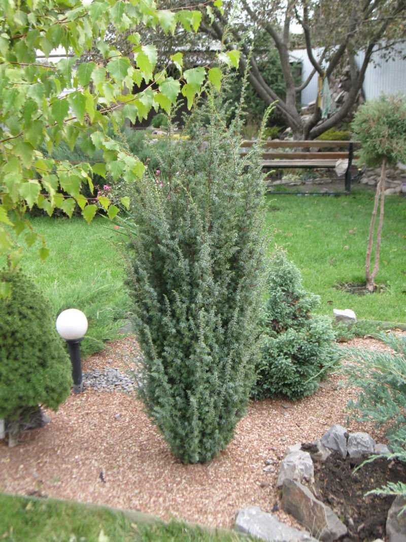 Можжевельник Хиберника