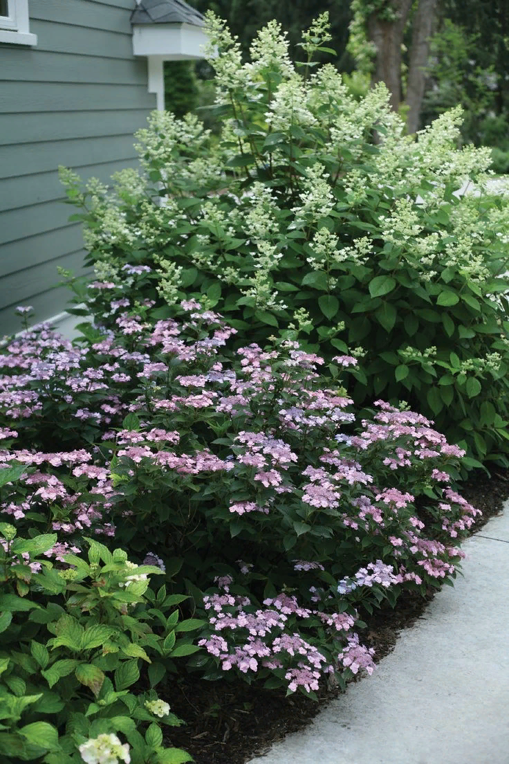 Спирея вейгела