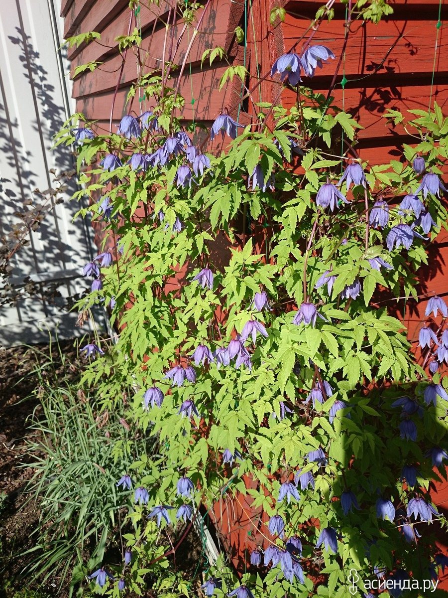 Клематис Вьюн