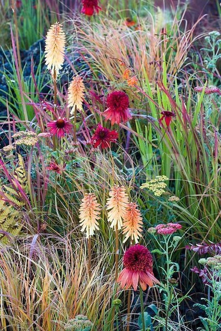 Эхинацея ред Барон