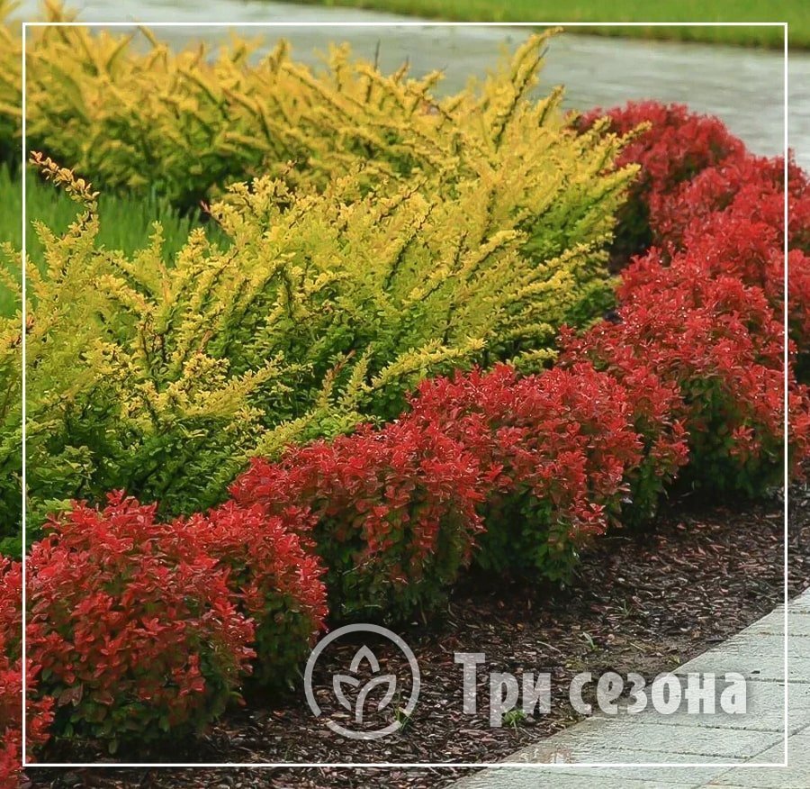 Барбарис Тунберга Живая изгородь