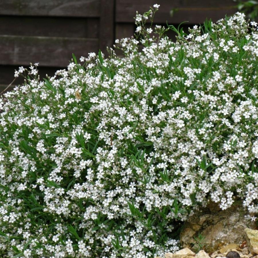 Гипсофила ползучая белая