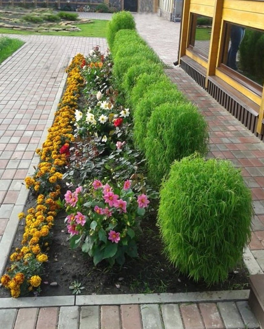 Кохия летний Кипарис