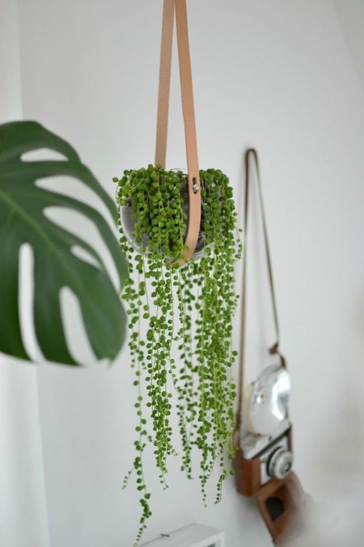 Суккулент горошек