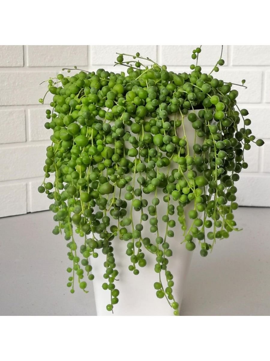 Обои длинные для рабочего стола Суккуленты