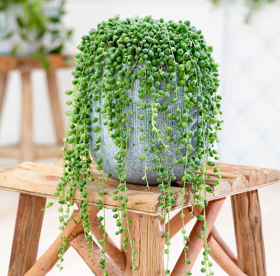 Крестовник Жемчужная нить