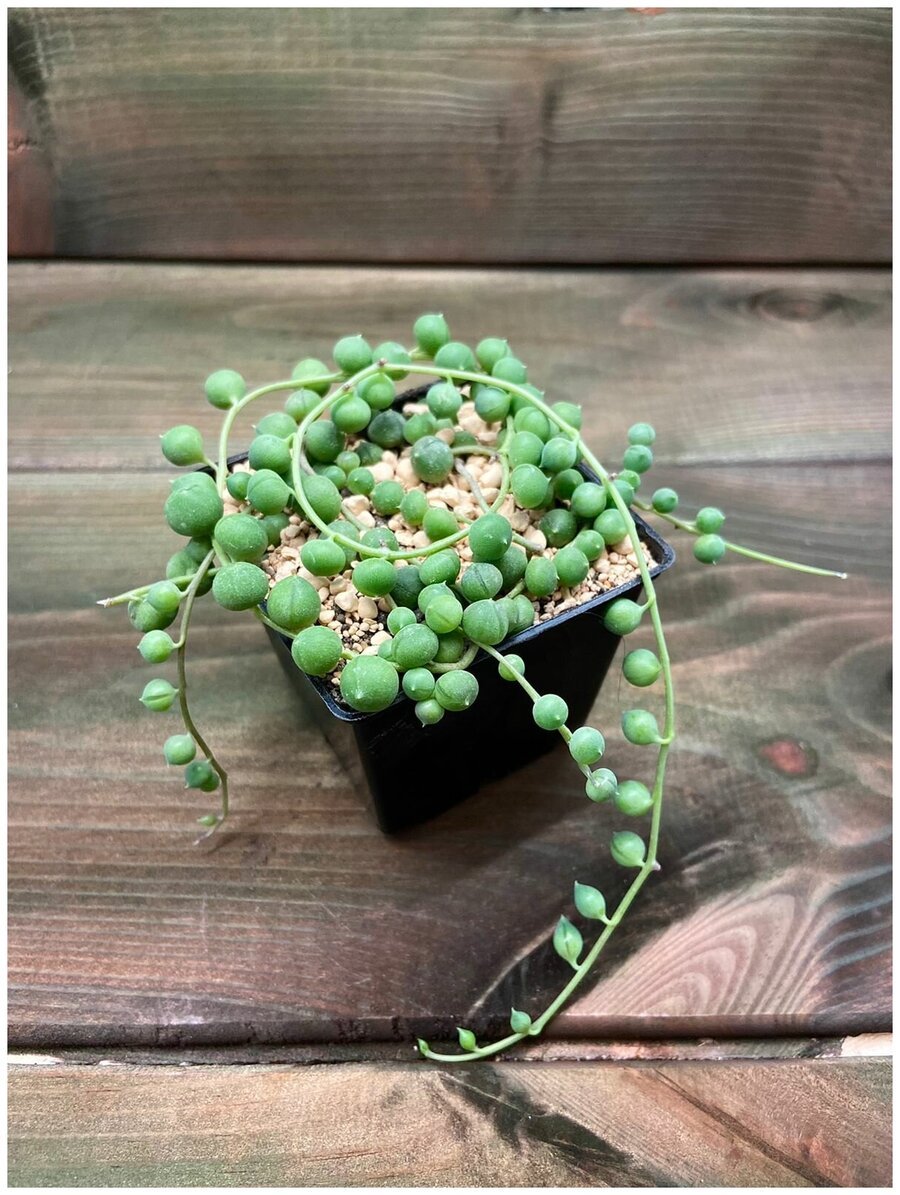 EASYPLANTS горшок