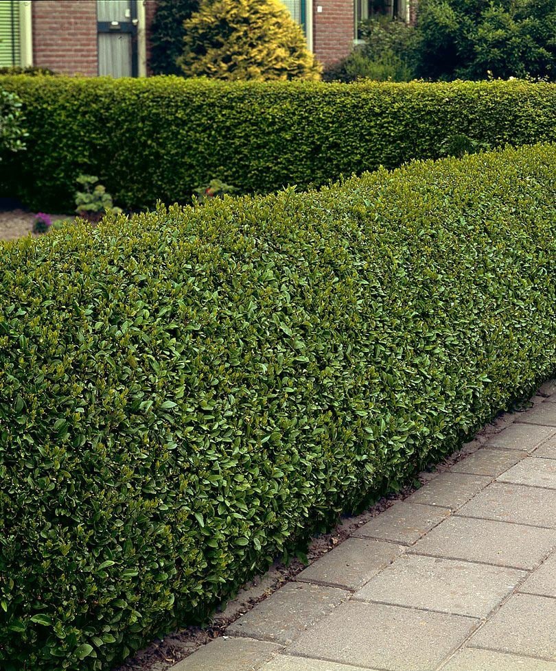 Бирючина обыкновенная Ауреа