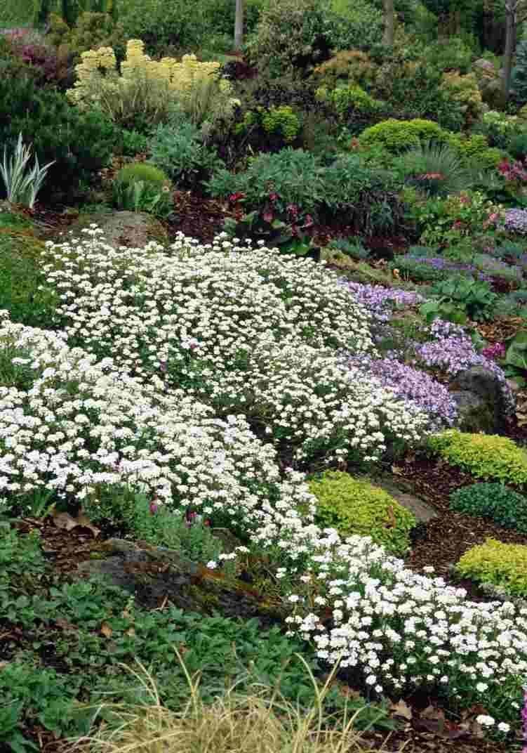 Многолетний иберис в ландшафтном дизайне