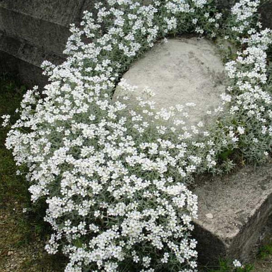 Ясколка войлочная и Флокс