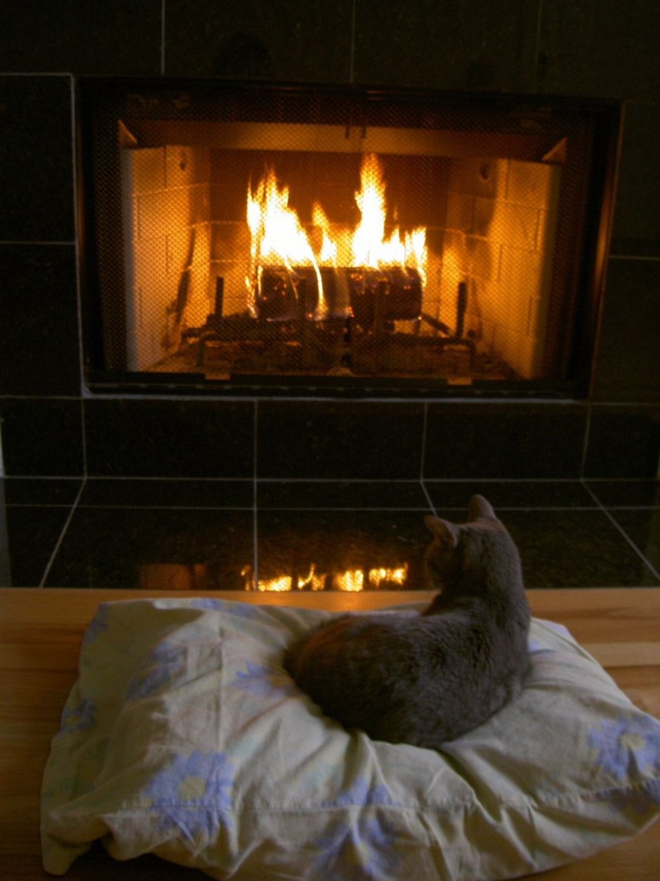 Теплый уютный камин и кот