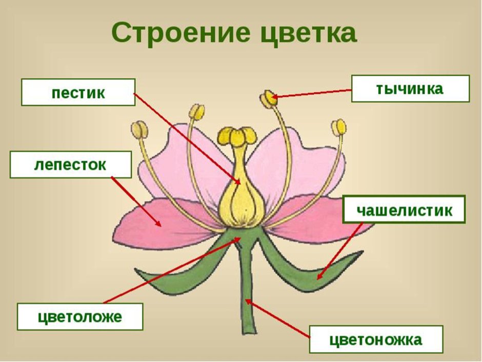 Строение пестика цветковых растений