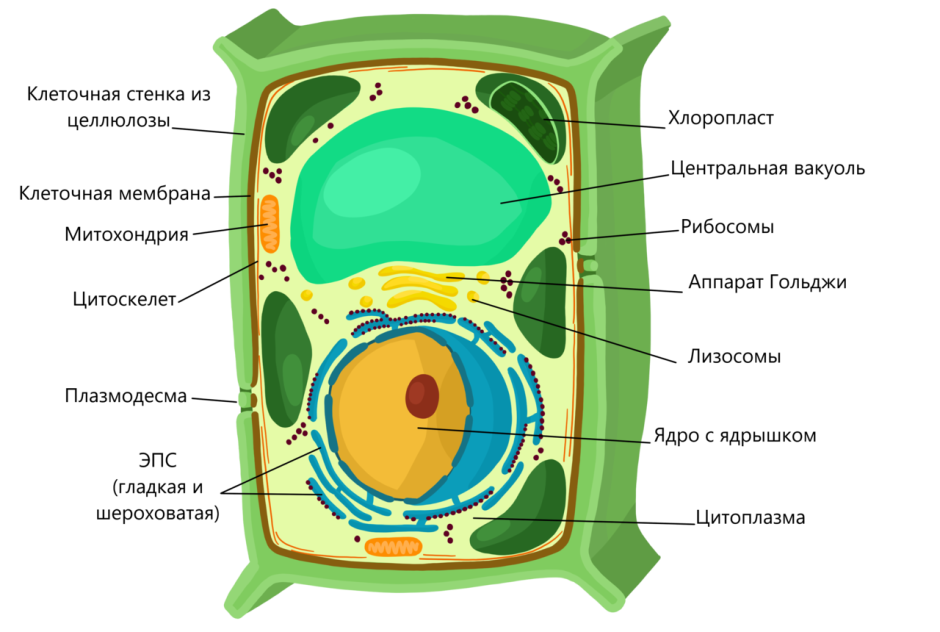 Строение растительной клетки рисунок