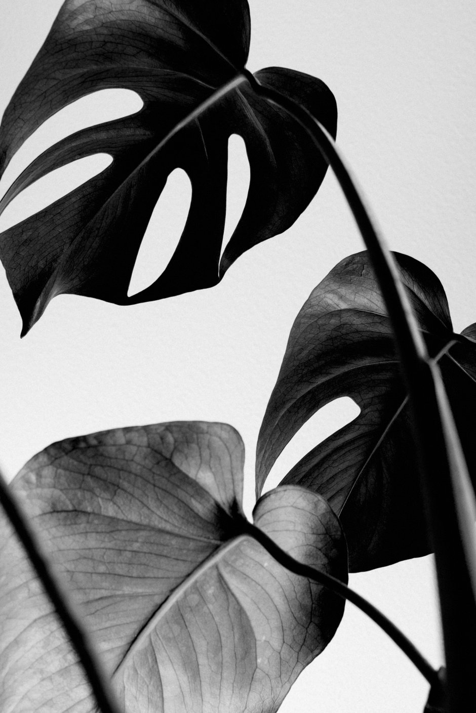 Черно белые картины