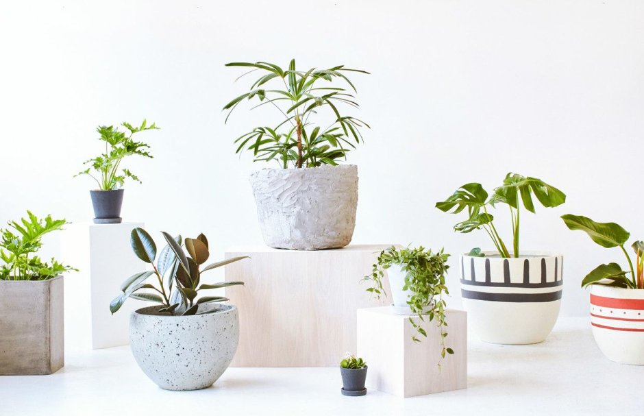 Растения для интерьера на белом фоне