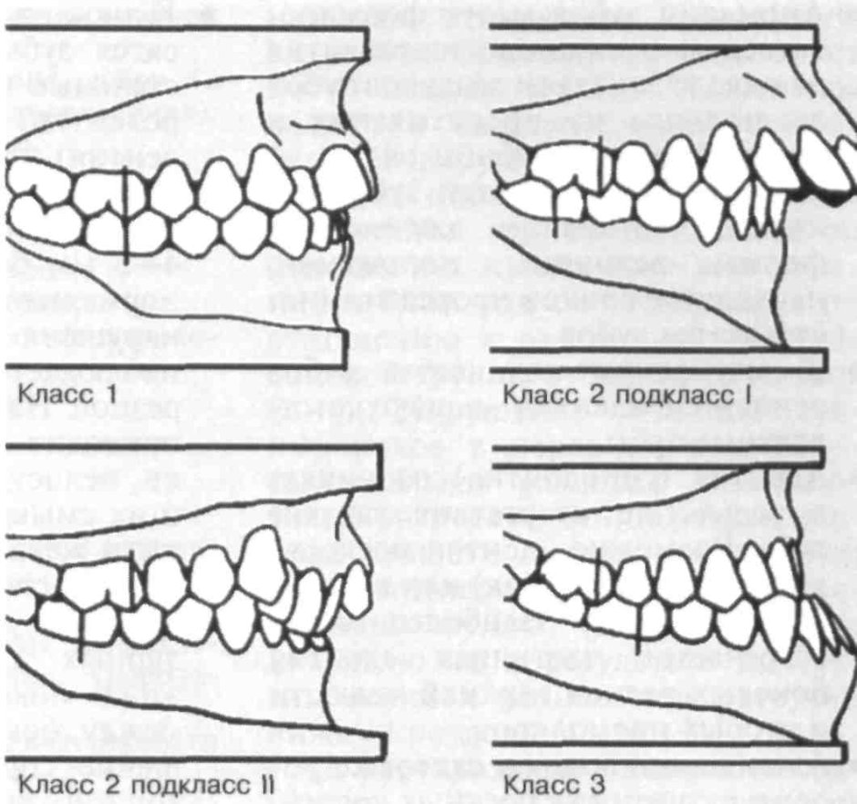 Схема зубов постоянный прикус