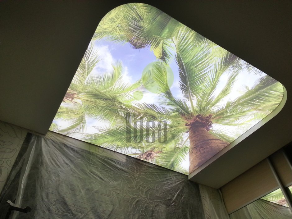 Потолок пальмы