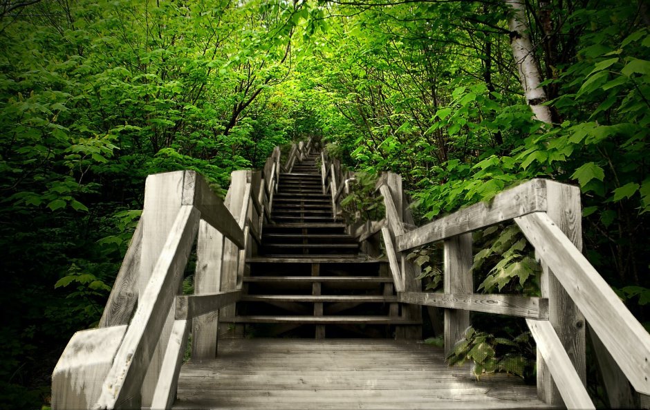 Деревянная лестница в лесу